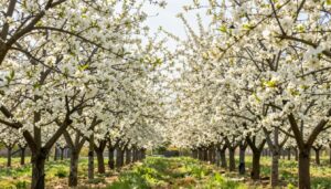 Kwitnący sad owocowy symbolizujący obfitość i rozwój w sennikach