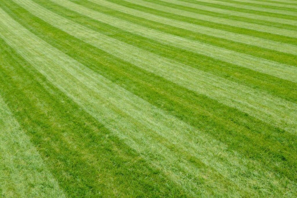 Równo skoszony trawnik symbolizujący harmonię i porządek w interpretacji snów
